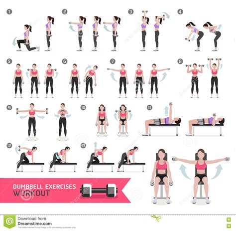 Woman Dumbbell Workout Fitness And Exercises Stock Vector