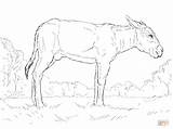Coloring Donkey Pages Printable Drawing Line Getdrawings sketch template