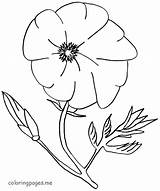 Poppy Coloring Pages Flowers Flower Print Colouring Drawing Kids Color Popular Getdrawings Library Clipart sketch template