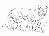 Bobcat Lynx Lince Rossa Roux Printmania sketch template