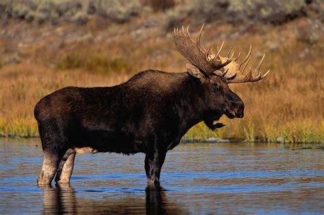 moose tale    population  decline shuswap passion