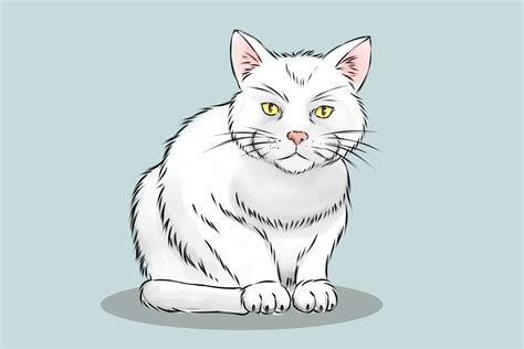 disegnare  gatto  passaggi illustrato