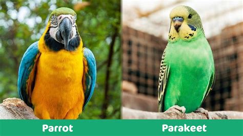 parrot  parakeet whats  difference  pictures pet keen