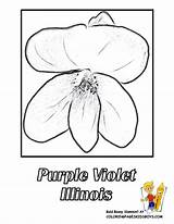 Purple Flower Coloring Illinois Violet Designlooter Printouts Yescoloring Flowers sketch template