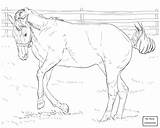 Coloring Pages Horse Bucking Printable Realistic Foal Appaloosa Mare Friesian Horses Drawing Getcolorings Color Getdrawings Print Girls Colorings sketch template