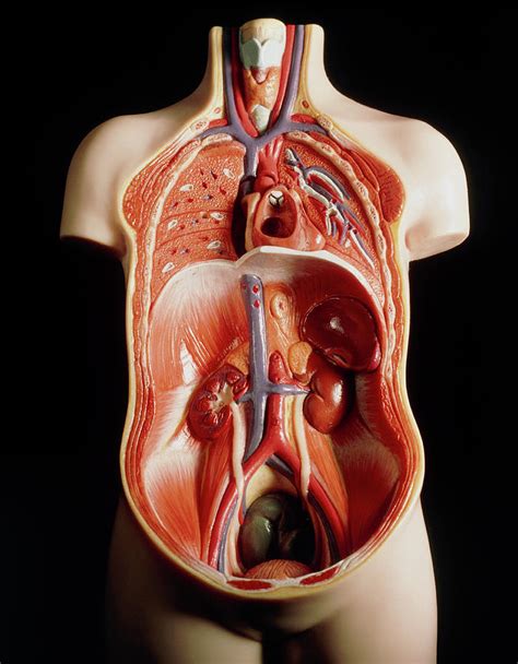 Model Of Human Torso Showing Internal Organs Photograph By Martin Dohrn