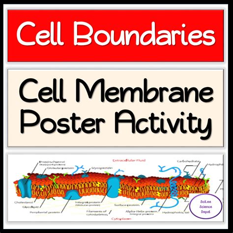 cell membrane poster