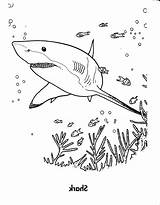 Shark Coloring Pages Adults Great Getdrawings sketch template