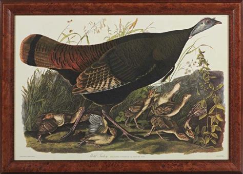 john james audubon 1785 1851 wild turkey plate 6