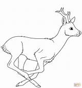 Deer Coloring Roe Running Pages Printable Deers Drawing Supercoloring Categories sketch template