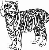 Tiger Coloring Looking Pages Color Wecoloringpage Visit sketch template