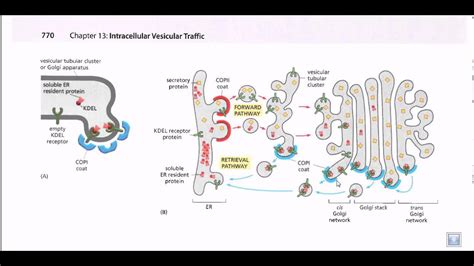 protein secretion pathway er  golgi youtube