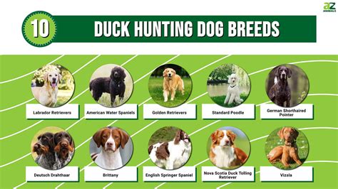 duck hunting dog breeds   animals