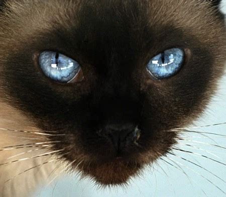 siamese cat catseyes   nose cats   ice crea flickr