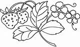 Berries Coloring Pages sketch template