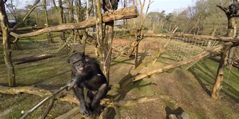 chimp knocks drone    skyand   filming  daily dot
