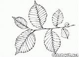 Coloring Elm Foliage Leaves Birch Pages Colorkid sketch template