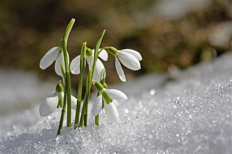 spring snowdrop  photo  pixabay
