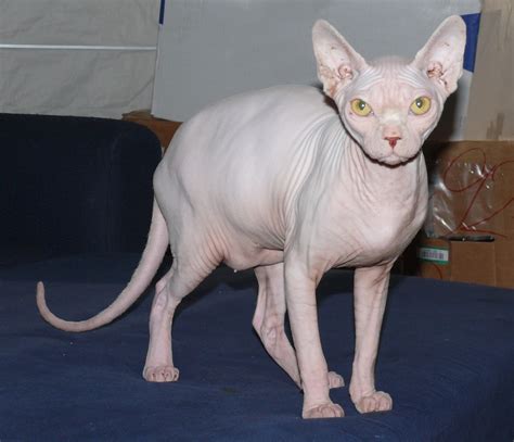 sphynx cat wallpapers fun animals wiki  pictures stories