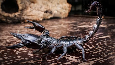 Asian Forest Scorpion Care Sheet — The Tarantula Collective