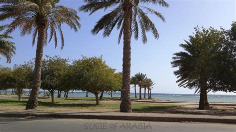 jeddah daily photo pretty red sea coastline  yanbu