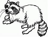 Raccoon Coloring Pages Clipart Racoon Dog Baby Animals Drawings Designlooter Popular Wildlife Coloringhome 740px 06kb sketch template