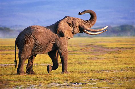 elephant facts history  information  amazing pictures