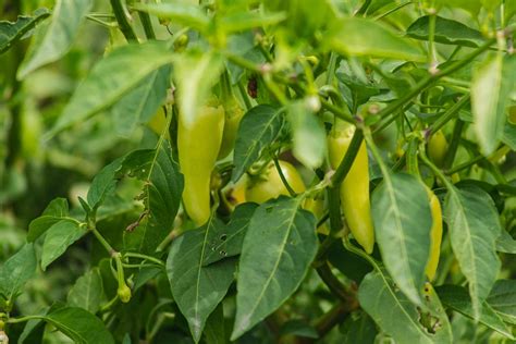 grow jalapeno peppers