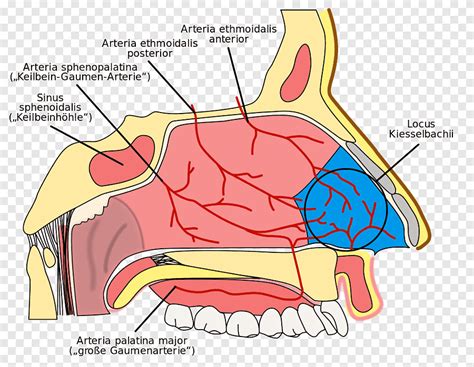 gambar anatomi rongga hidung kleider wall
