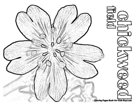 chickweed coloring printables  flowers  coloring pages book