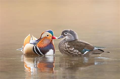 mandarin duck couple ocwildlife photography colors  nature