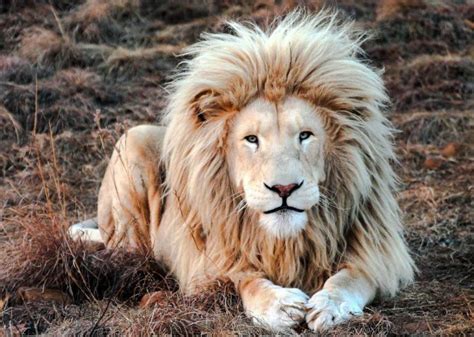 lions  manes freethinking animal advocacy