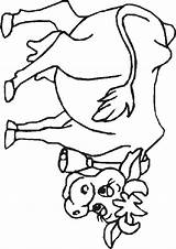 Koe Kuh Kleurplaten Kleurplaat Vacas Vache Mucche Sapi Mewarnai Animaatjes Animasi Koeienkop Cow Cows Vaches Vaca Malvorlagen Coloriages Bergerak Schwein sketch template