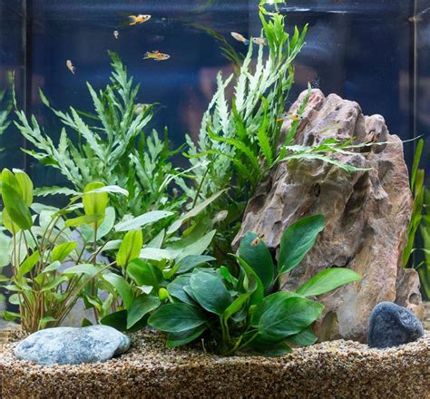 unconventional aquarium plants choosing fish tank garden plants