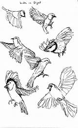 Bird Drawing Sketch Flying Wings Cage Birds Clipart Draw Drawings Easy Cliparts Flight Sketches Step Getdrawings Sparrow Seagulls Paintingvalley Library sketch template