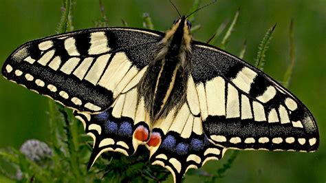 koninginnenpage mooiste vlinder van nederland rtl nieuws