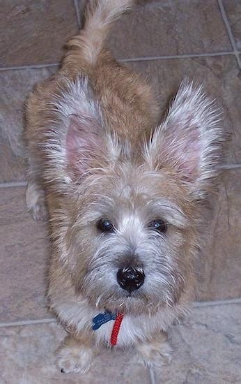 list  cairn terrier mix breed dogs