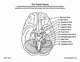 Cranial Nerves Brain Coloring Pairs Human Anatomy Pdf Body sketch template