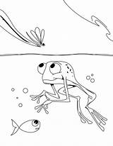 Coloring Frog Dart Poison Popular sketch template