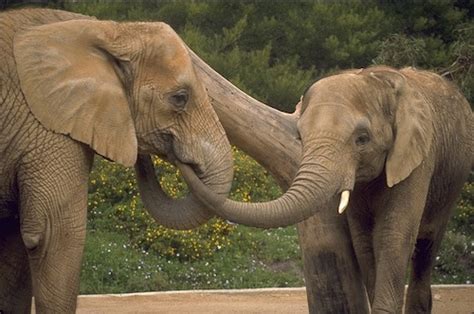 elephants    nose evolution news