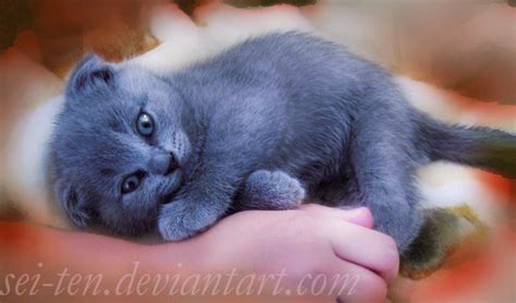 blue cat  sei   deviantart