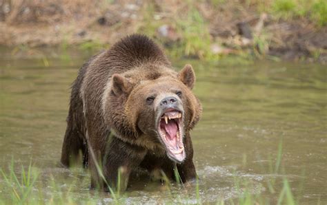 news grizzly attack sends   hospital