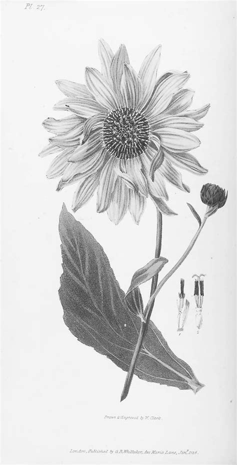 morris richard flora conspicua  selection    ornamental