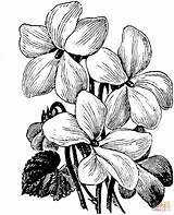 Pansy Line Drawing Getdrawings Coloring Printable Pages sketch template