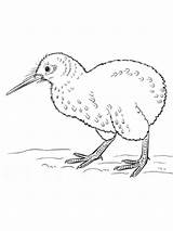 Coloring Kiwi Pages Birds Recommended sketch template