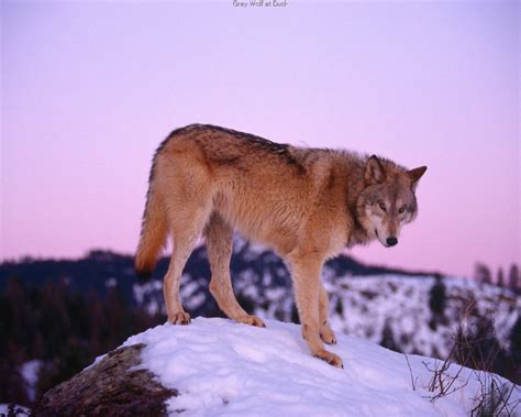 winter wolf wolves wallpaper  fanpop