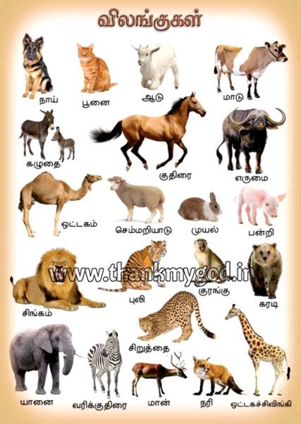 animals chart manufacturer  madurai tamil nadu india   god id