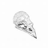 Raven Skull Drawing Getdrawings sketch template