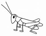 Grasshopper Coloring Locust Drawing Pages Kids Clipart Clip Colouring Line Tiny Cliparts Color Monsters Clipartpanda Drawings Grasshoppers Clipartbest Getdrawings Use sketch template