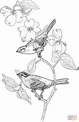 Sparrow Sparrows Supercoloring Colorear Gorriones Perched Kidsuki sketch template